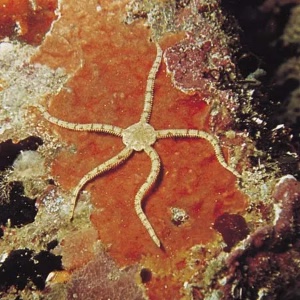 Brittle star