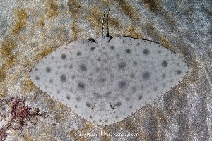 Butterfly ray