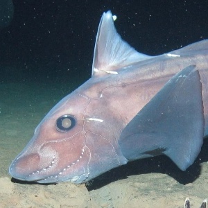 Chimaera