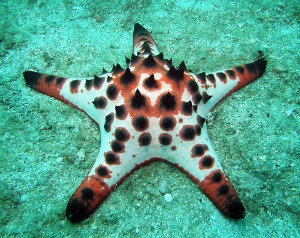 Chocolate chip sea star