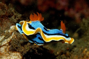 Chromodoris sea slug