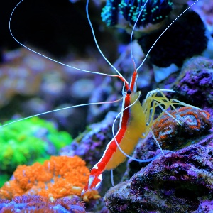 Cleaner shrimp