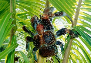 Coconut crab