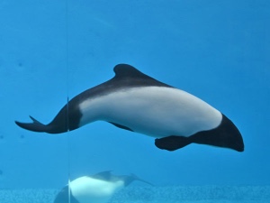 Commerson's dolphin