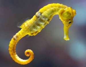 Common seahorse