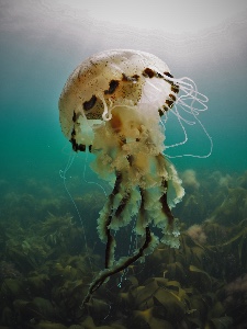 Compass jellyfish