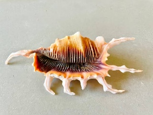 Conch