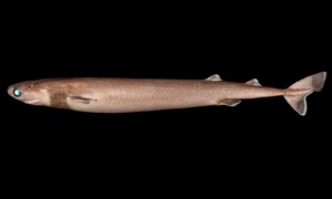 Cookiecutter shark