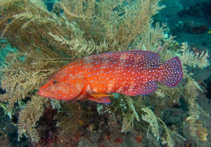 Coral grouper