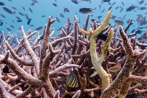 Coral