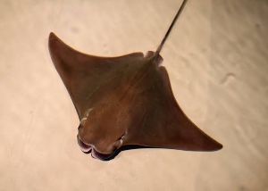 Cownose ray