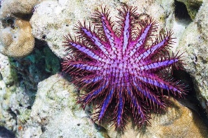 Crown of Thorns star