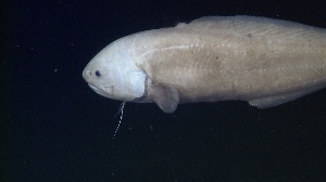 Cusk eel
