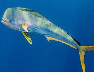 Dolphin fish