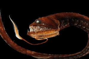 Dragonfish