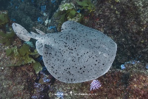 Electric ray