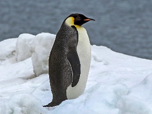 Emperor penguin