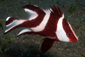 Emperor red snapper