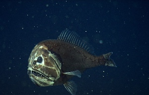Fangtooth