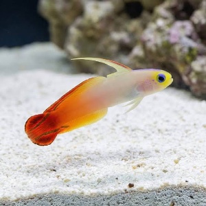 Firefish