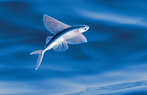 Flying fish