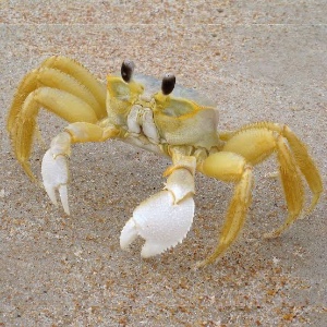 Ghost crab