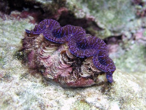 Giant clam