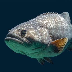 Giant grouper
