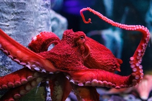 Giant octopus