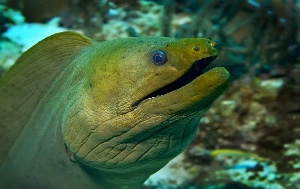 Green moray