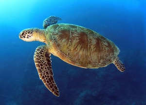 Green turtle