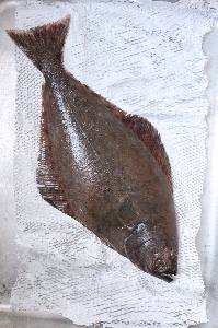 Halibut