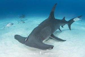 Hammerhead shark