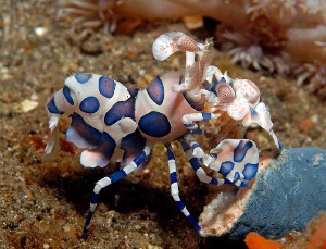 Harlequin shrimp