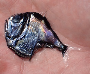Hatchet fish