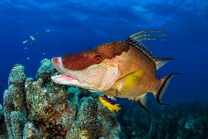 Hogfish