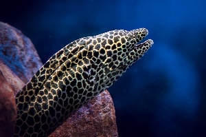 Honeycomb moray