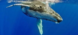 Humpback whale