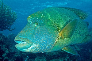 Humphead wrasse