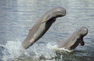 Irrawaddy dolphin