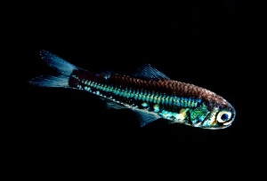 Lanternfish