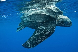 Leatherback turtle