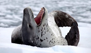 Leopard seal