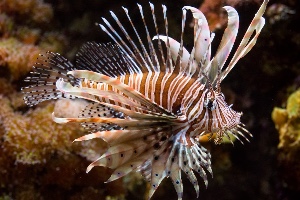 Lionfish