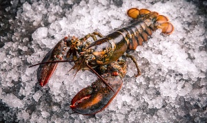 Lobster