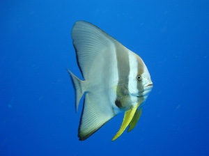 Longfin batfish
