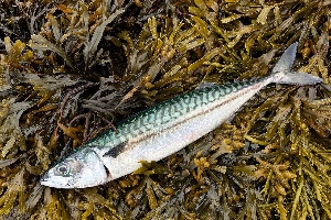 Mackerel