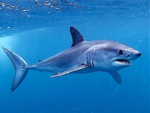 Make shark