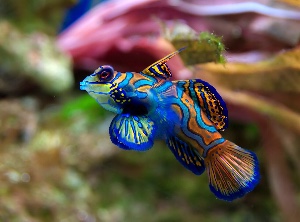 Mandarin