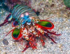Mantis shrimp